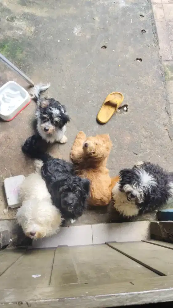 MALTIPOO F1B (Maltese Mix Poodle Backcross) 75% poodle & 25% maltese