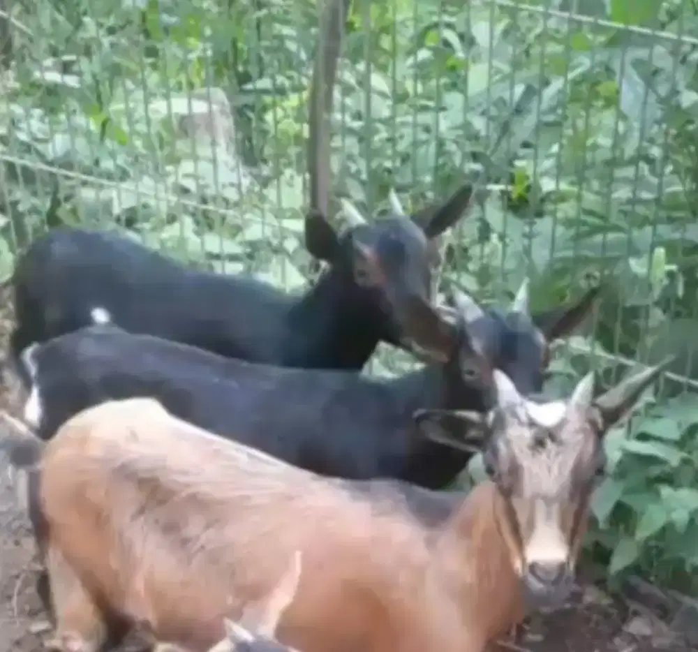 Kambing hias mini motif rusa