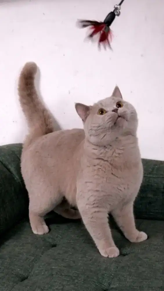 British shorthair ped ica jantan