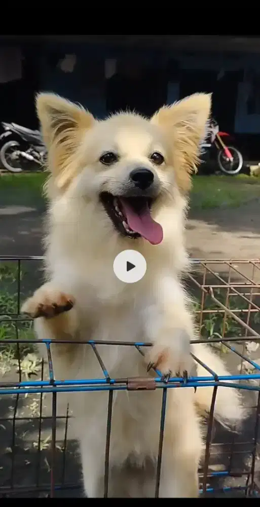 Anjing mini pom