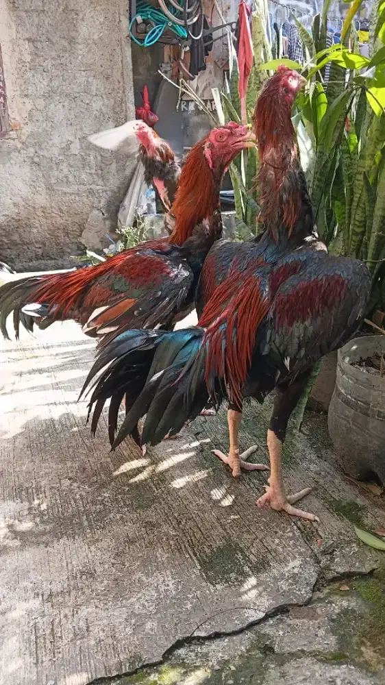 Jono dan Joni dari Cilandak