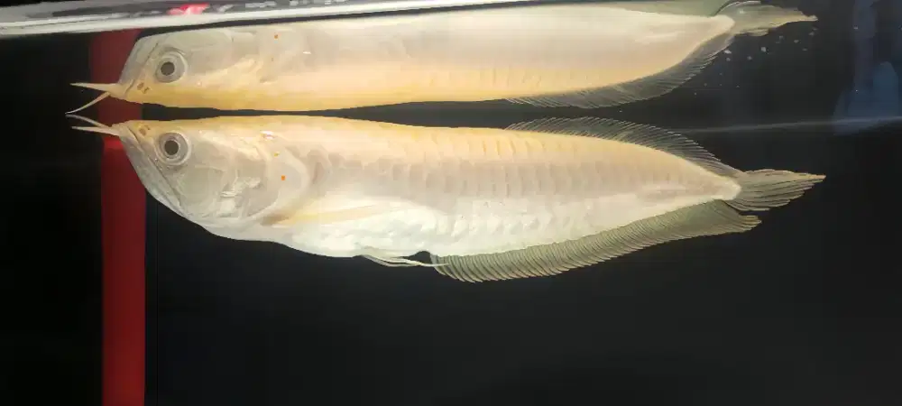 Arwana silver albino red