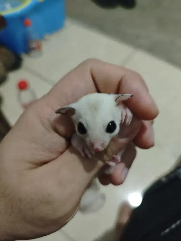 Jual Joey sugar glider mozaic