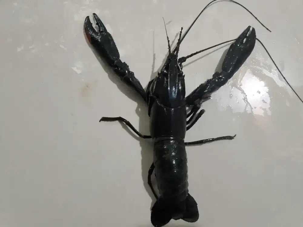 Lobster air tawar