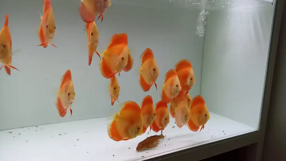 Ikan hias aquarium akuarium aquascape discus red melon