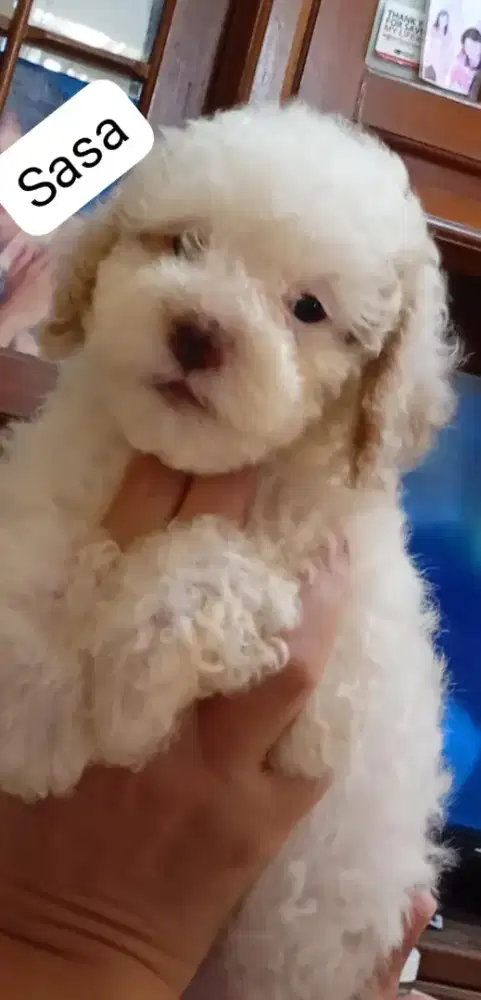 Open adopsi poodle puppies
