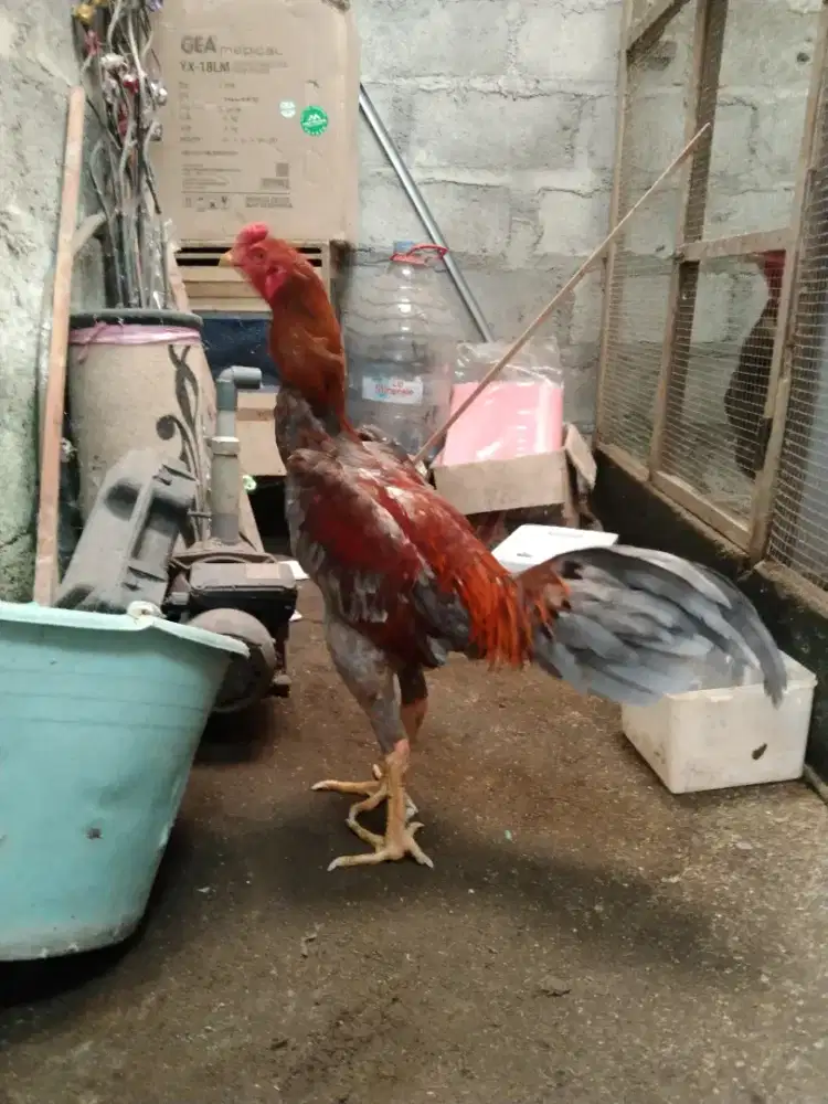 Ayam Bangkok khoytradngon