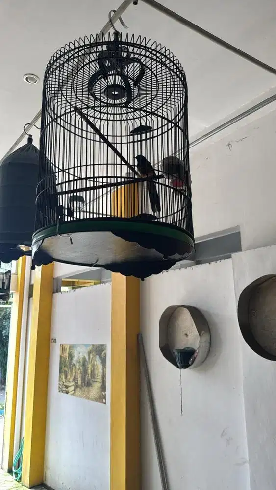 Murai Medan & Anis Kembang