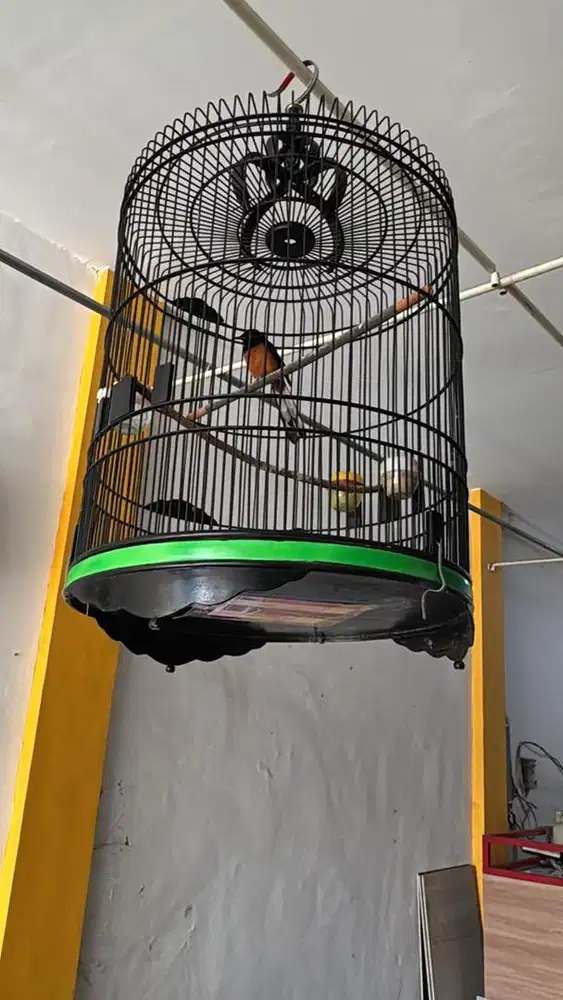 Murai Medan & Anis Kembang