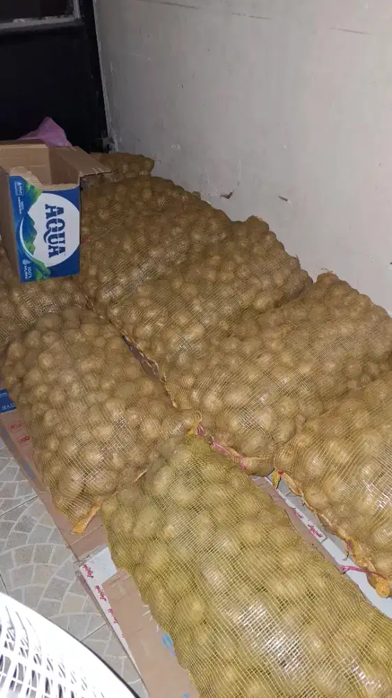 Kentang Atlantik untuk Keripik ala Lays