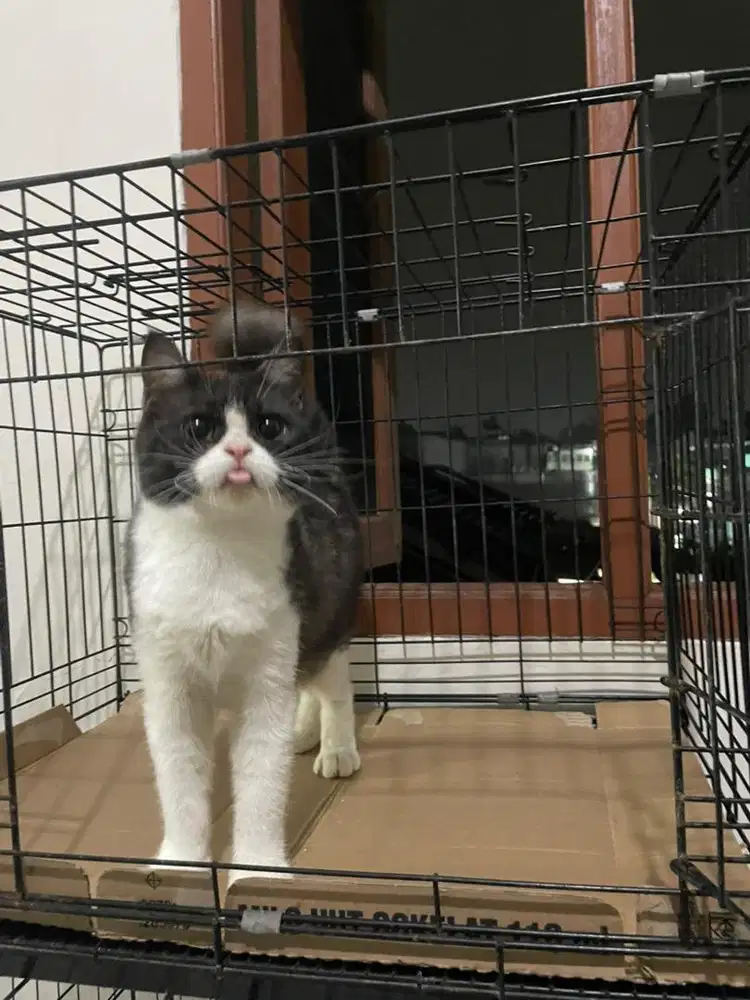 SCOTISH FOLD STRAIGHT