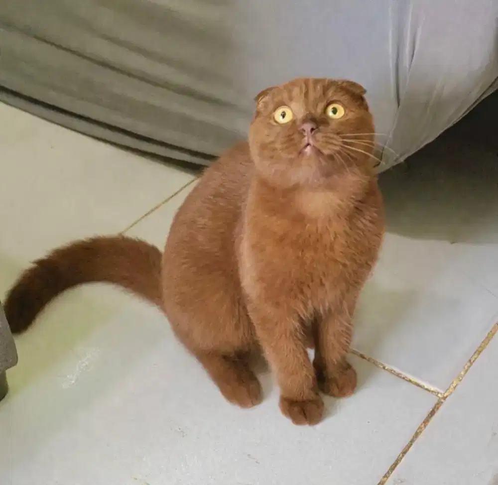 SCOTTISH FOLD CHOCHO BETINA