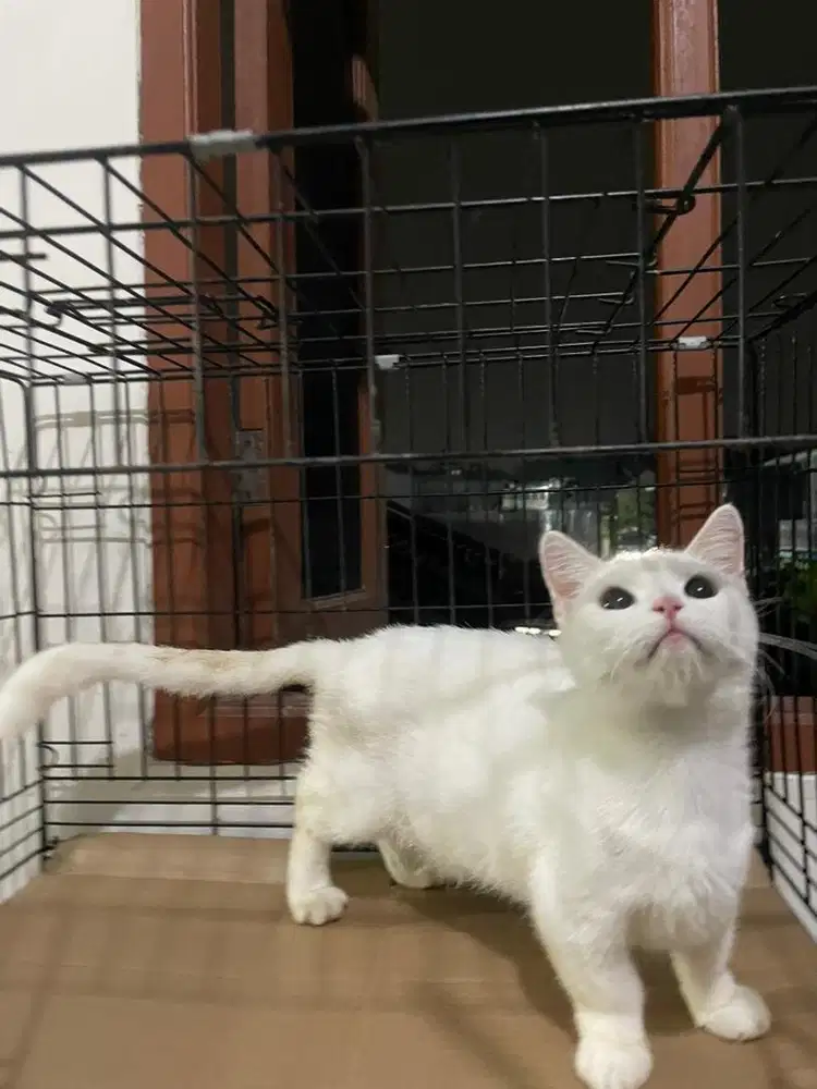 MUNCHKIN SNOW BETINA