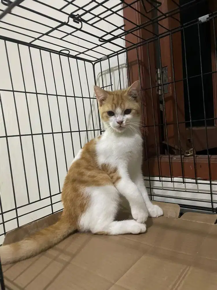 KITTEN MUNCHKIN NON STANDART