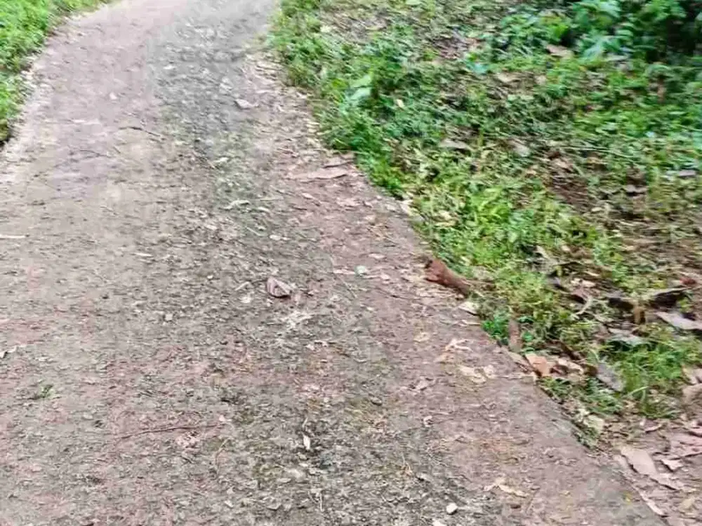 jual kebun murah harga per meter 21 ribu deket pemukiman warga