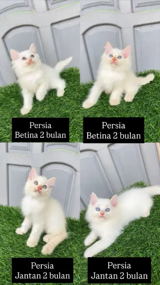 persia medium white solid