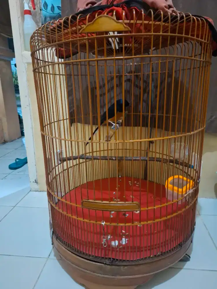 MH pastol murah meriah