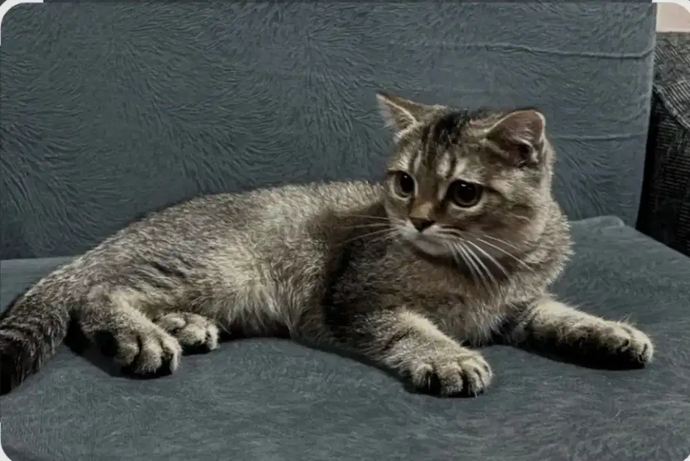 Kitten BSH golden NY11