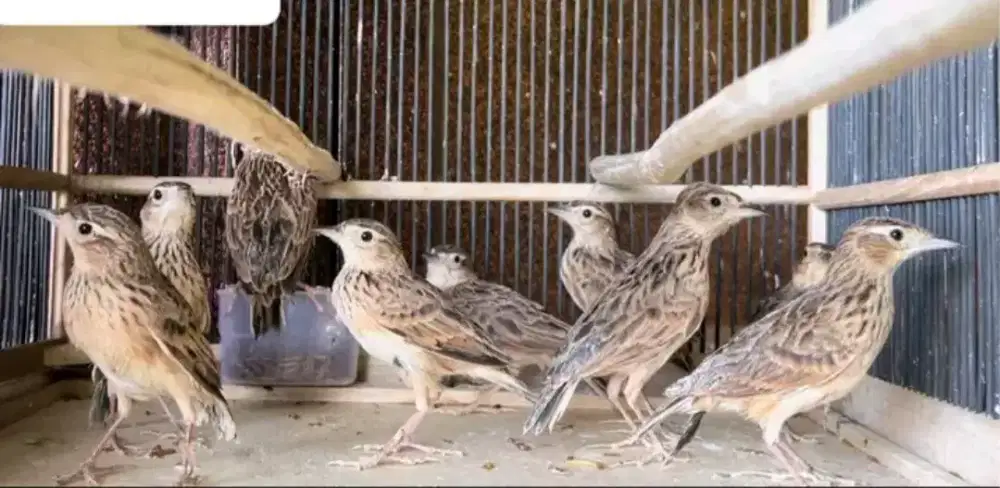 Sonca/branjangan vietnam sortiran jantan garansi