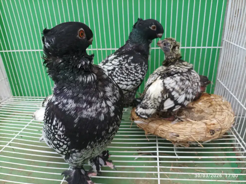 BURUNG MERPATI HIAS MOF BLONDINET BLONDINETTE PIGEON