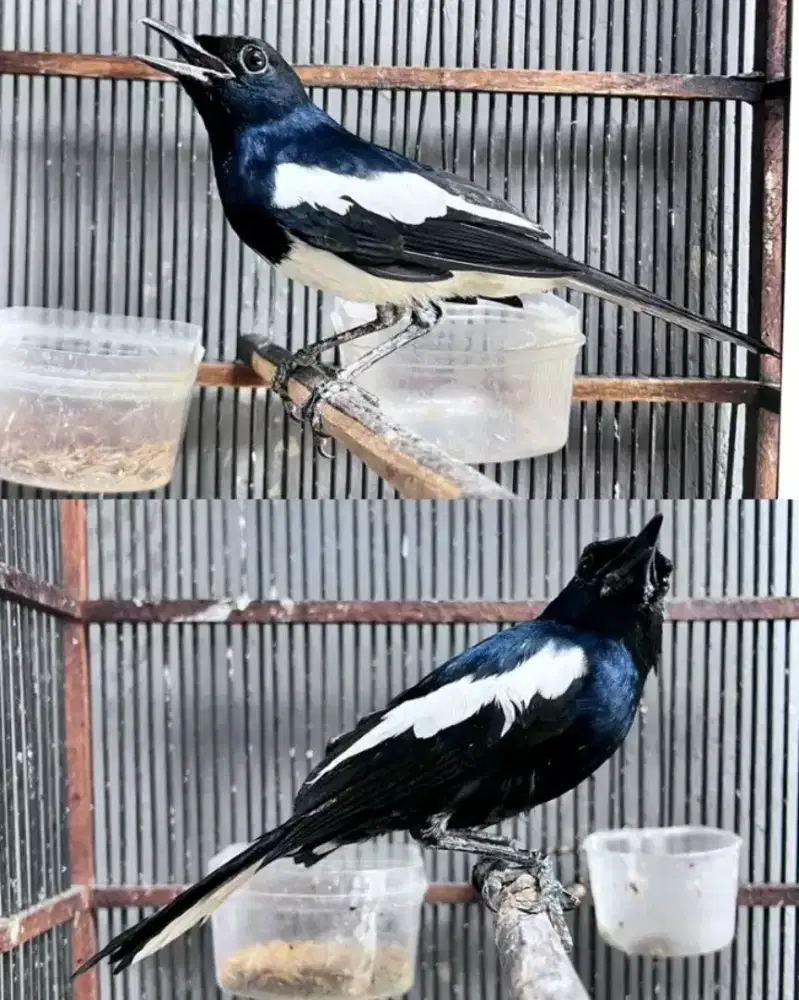 Kacer daput/dahit kalimantan MH sudah voer