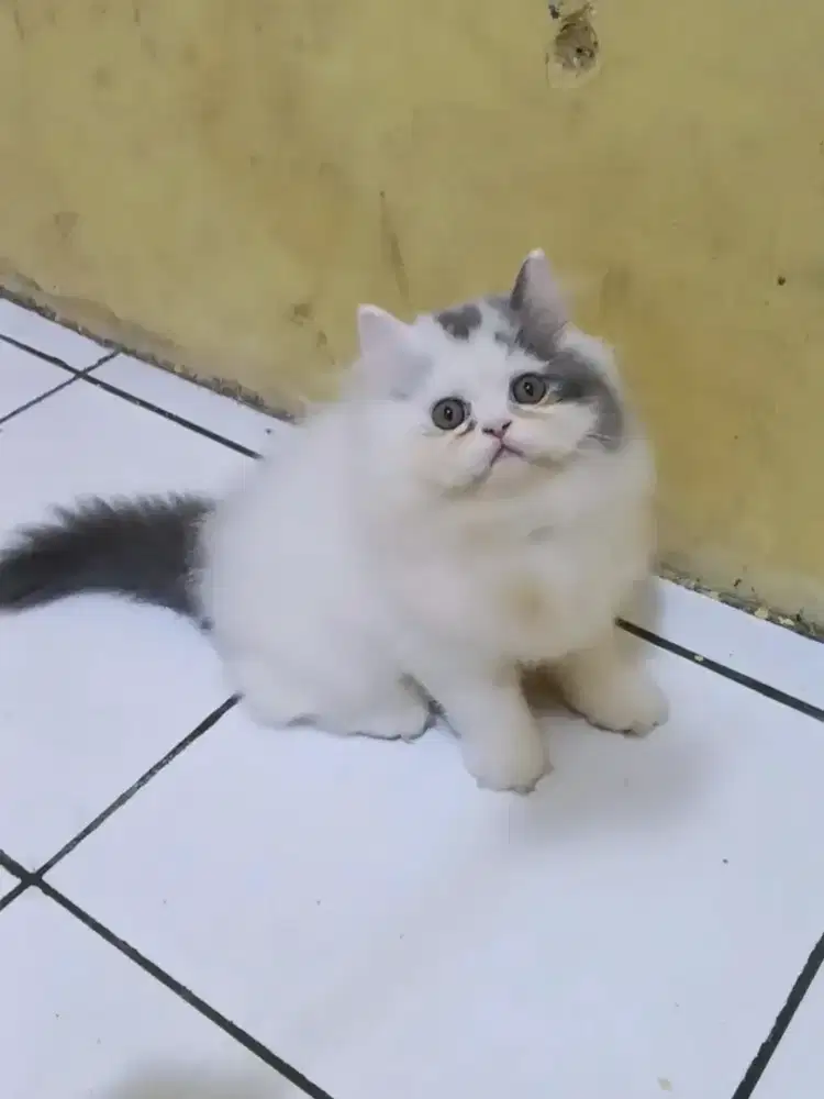 Kucing Persia Flatnose Jantan Super Abu Putih