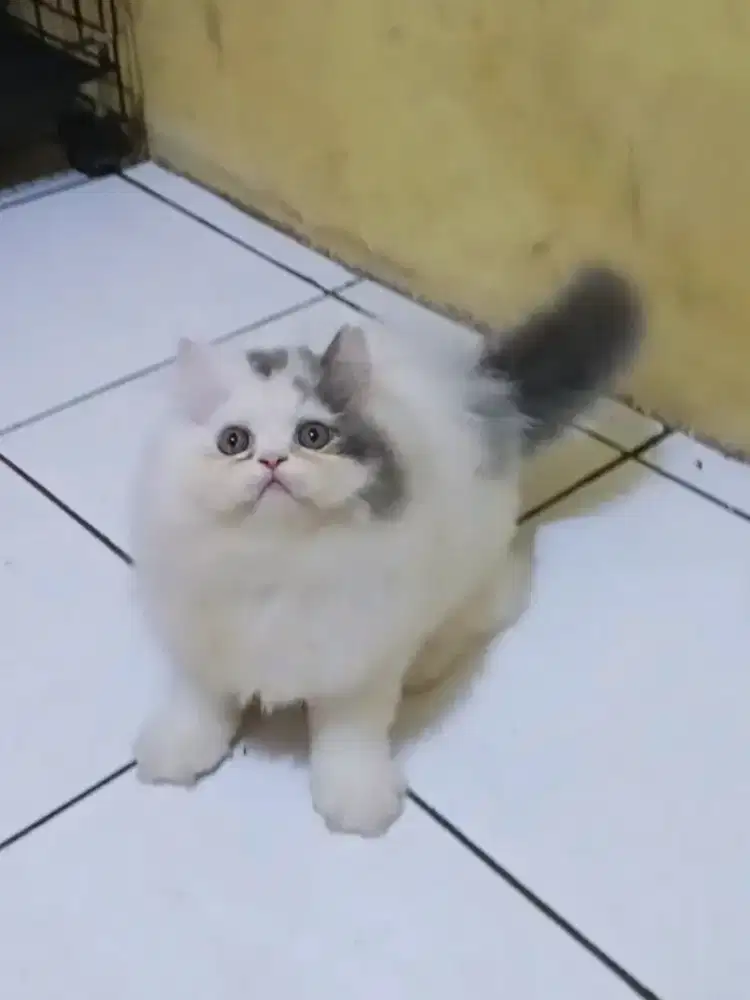 Kucing Persia Flatnose Jantan Super Abu Putih