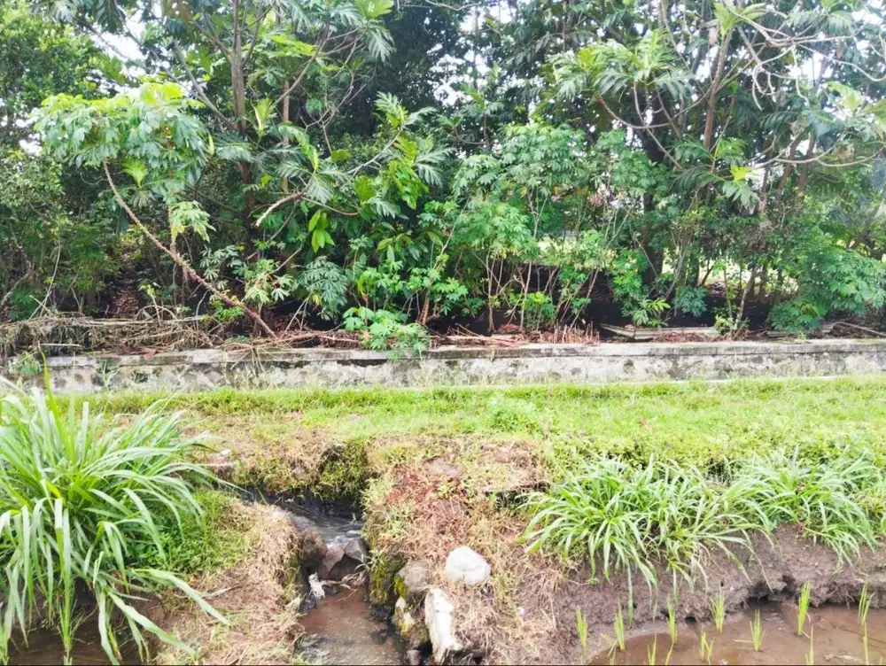 DIJUAL TANAH KEBUN PRODUKTIF – LANGSUNG PEMILIK (NO PERANTARA)