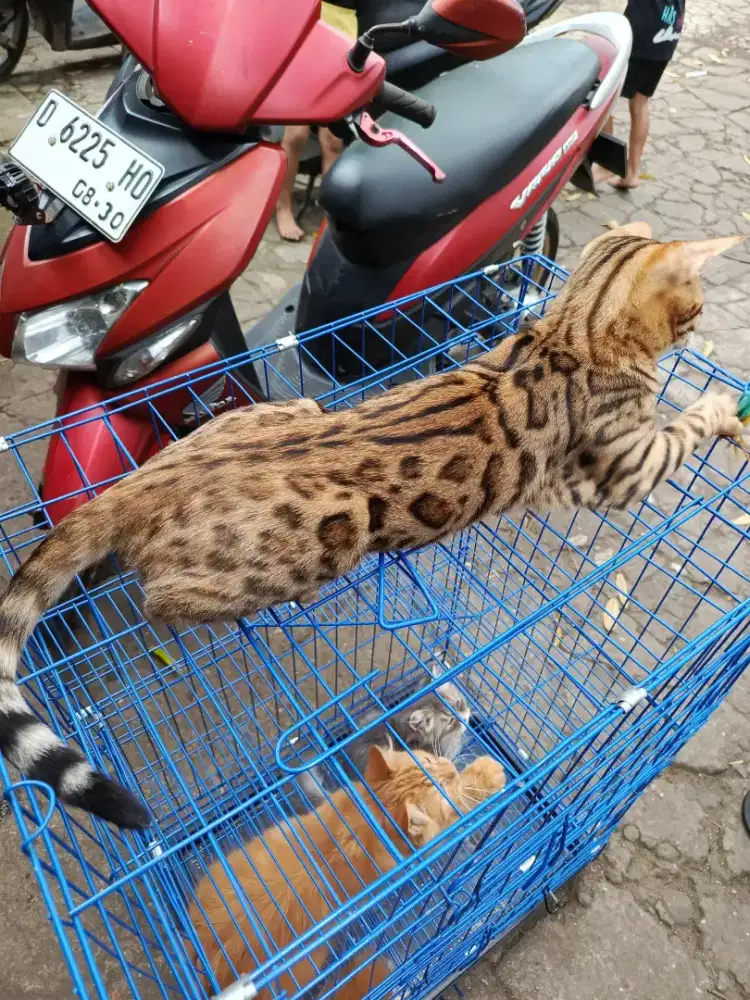 Sibengal Pure nominus