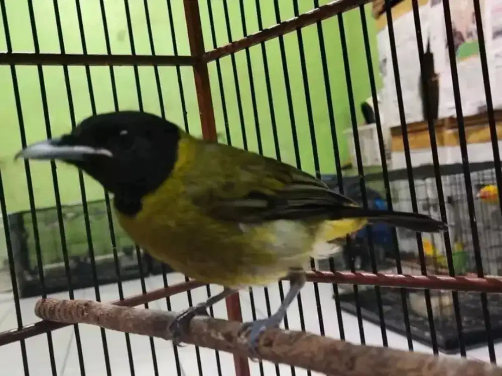 Samyong jantan MH sudah voer