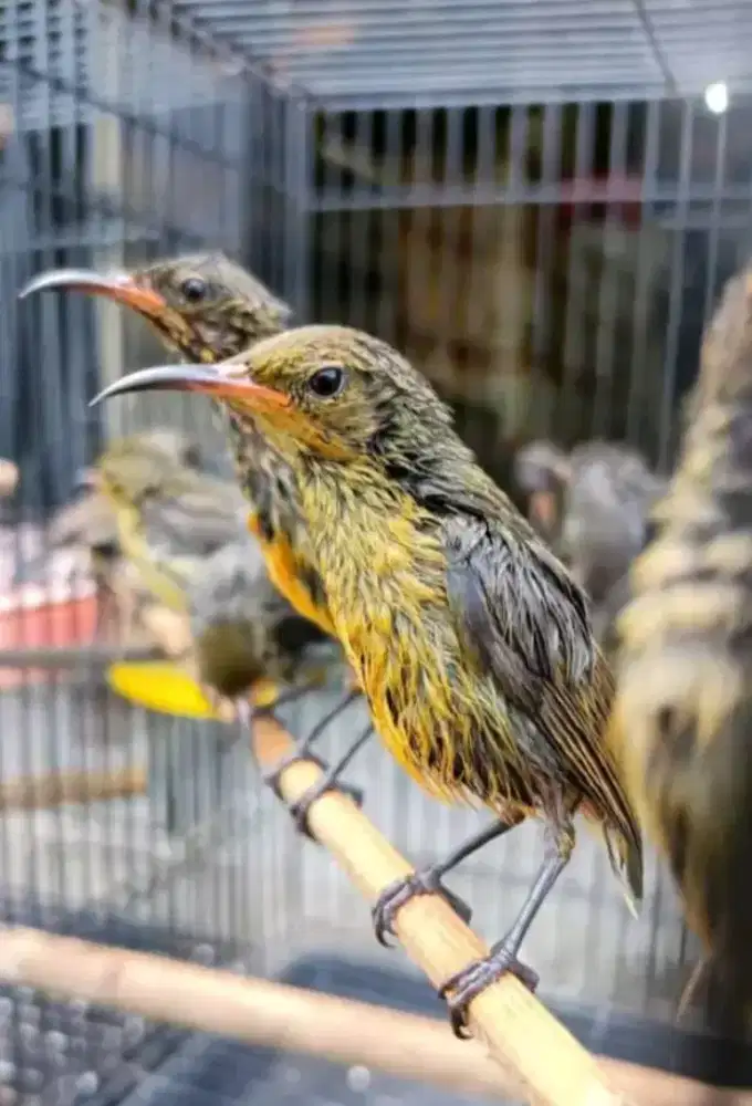 Konln ijoananak 100 dapat 3