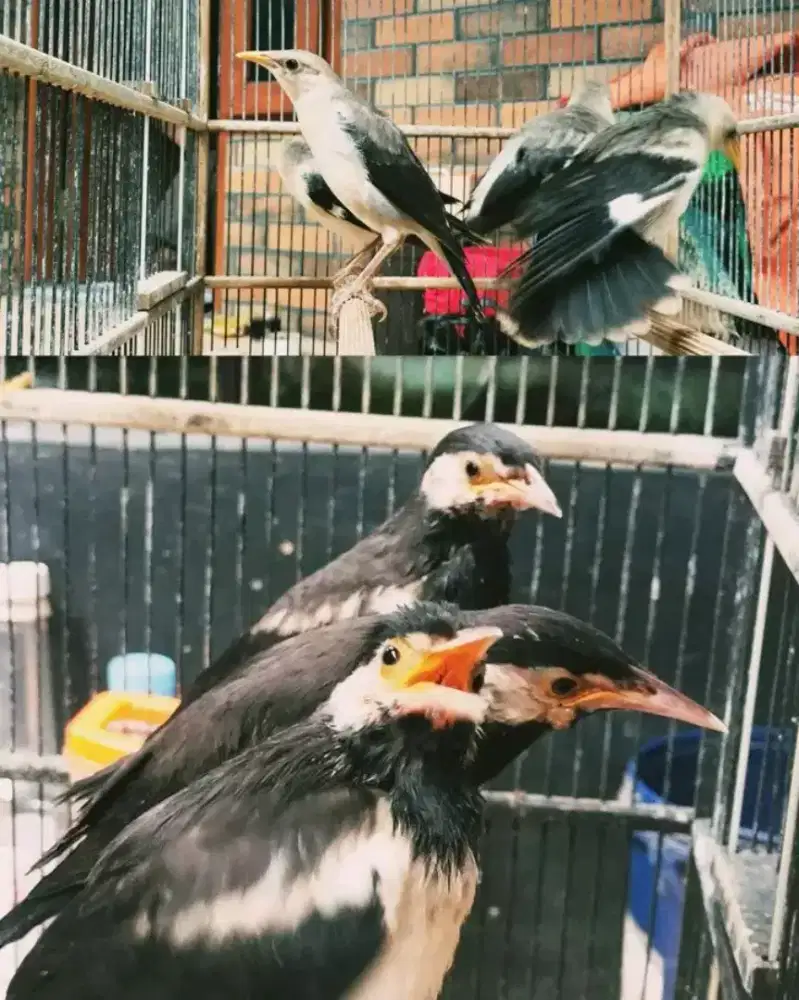 Jalak suren anak mandiri