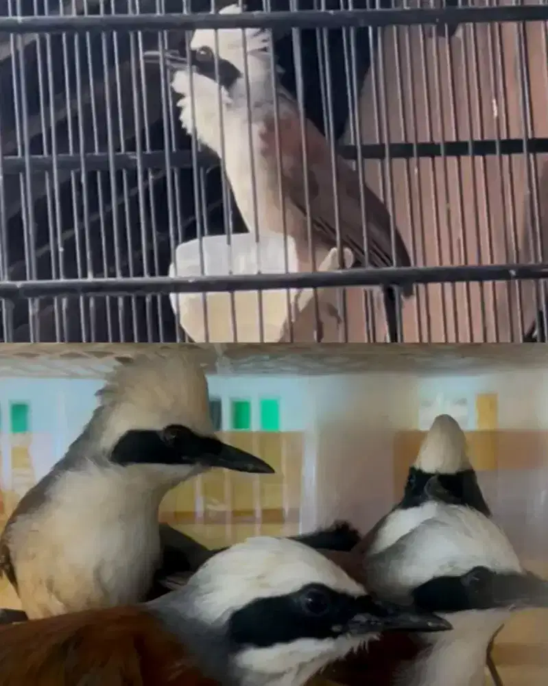 Poksay thailand MH mulus