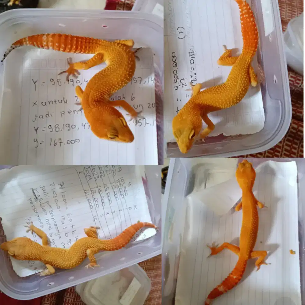 Leopard gecko sunglow, shtct