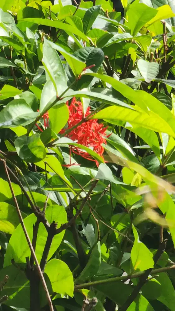 Dicari tukang cuci motor tanpa pengalaman