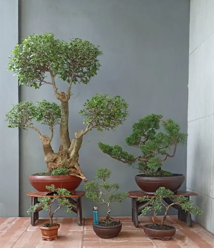 Bonsai hias cantik ada 5 pohon