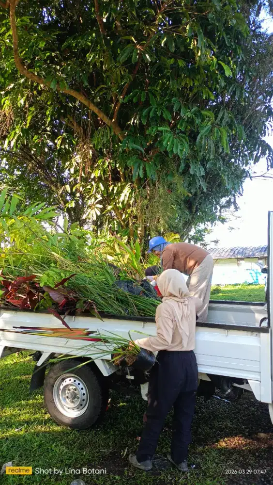 Jual Tanaman Hias Murah Sehat - Lokasi Cipanas