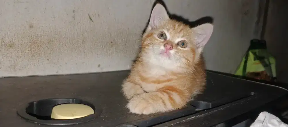 Anak kucing kitten Munchkin mix BSH jantan