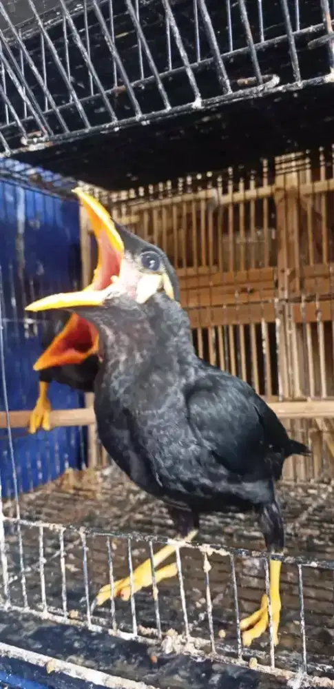 Lolohan jinak body besar