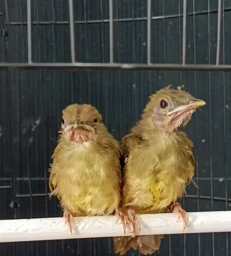 Lolohan cucak jenggot jawa