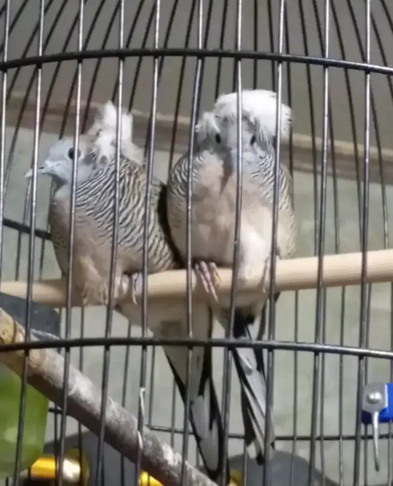 Perkutut jambul sepasang