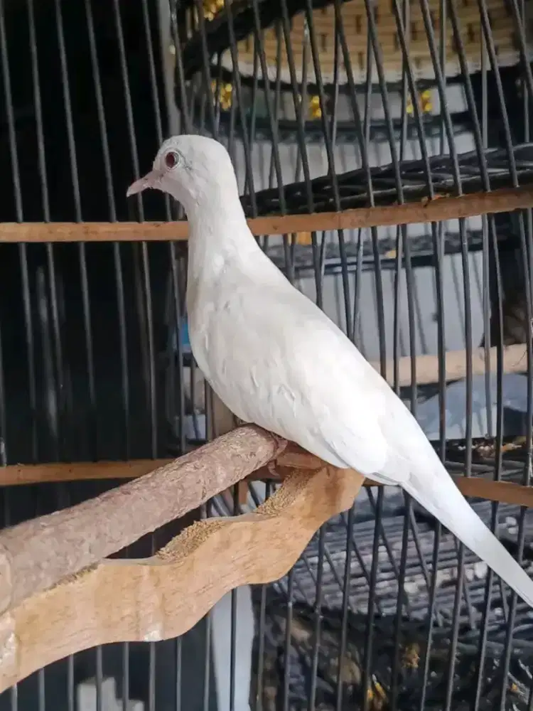 Perkutut putih kapas mata merah jantan