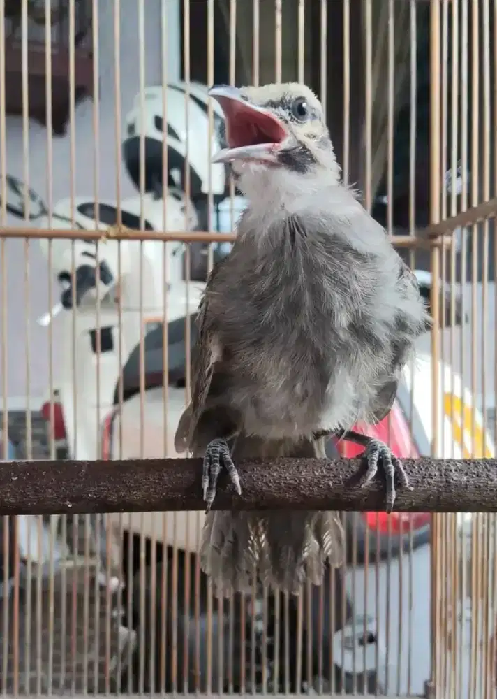 Cucak rowo paud jaminan jantan