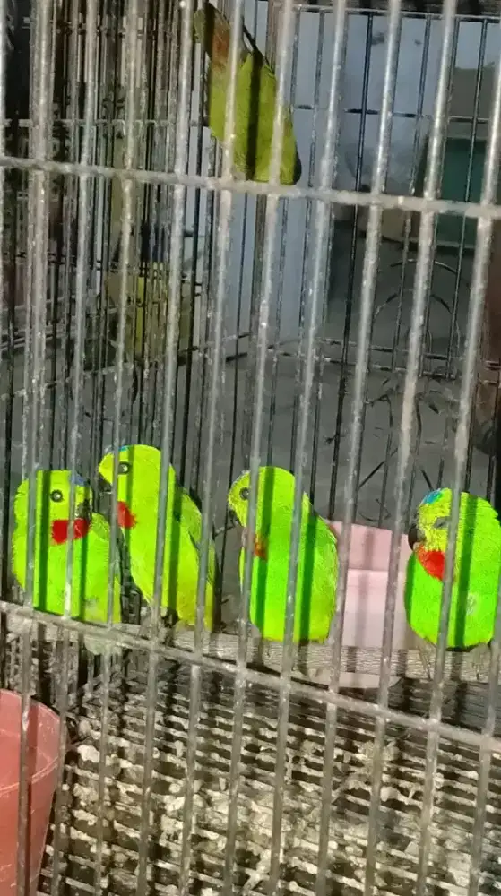 Rindit melayu jantan