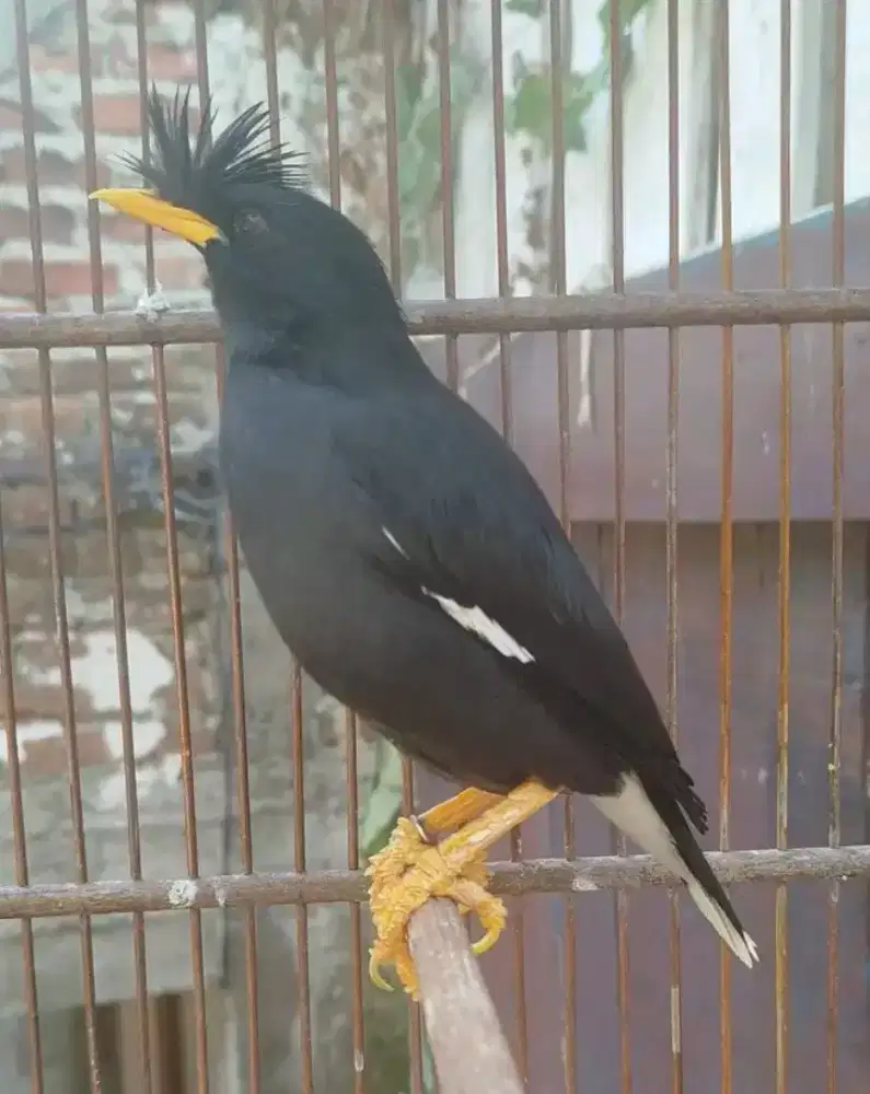 Jalak thailand mulus rawatan