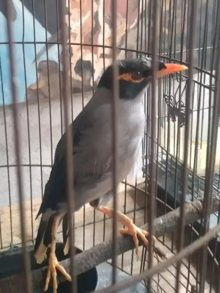 Jalak pakistan mulus