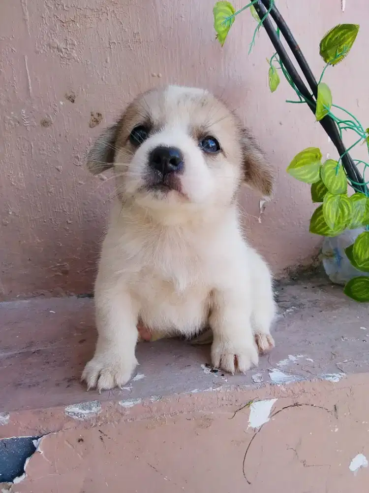 Puppy jantan 2 bulan