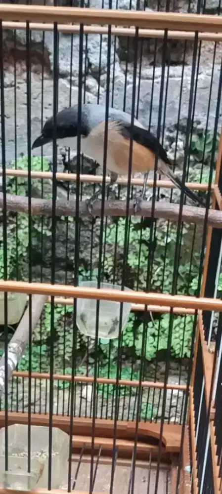 Cendet madura pastol mulus