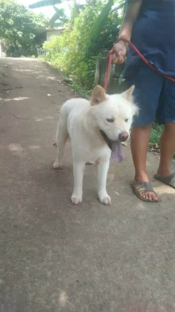 chow chow jantan 1 th