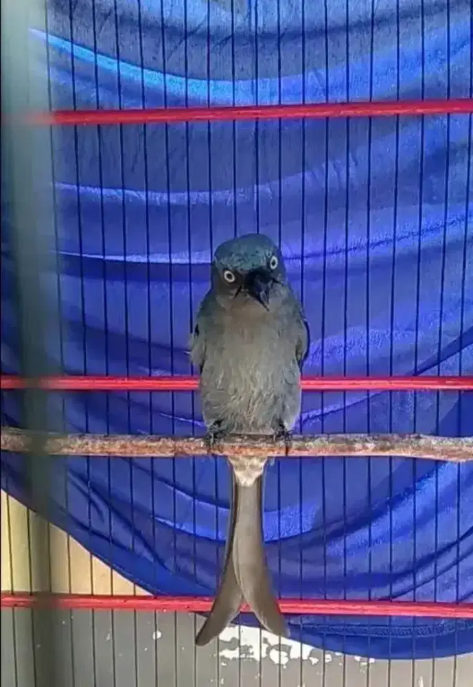 Srigunting abu mata putih